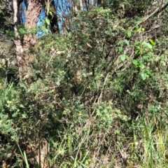 Monotoca elliptica at Narrawallee, NSW - 9 Sep 2023 11:57 AM