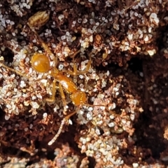 Aphaenogaster longiceps at Narrawallee Bushcare - 9 Sep 2023 by trevorpreston