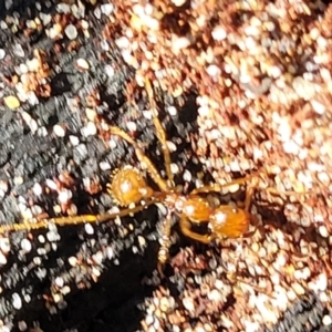 Aphaenogaster longiceps at Narrawallee, NSW - 9 Sep 2023 11:55 AM