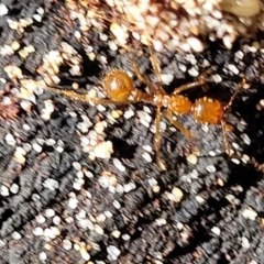 Aphaenogaster longiceps at Narrawallee, NSW - 9 Sep 2023 11:55 AM