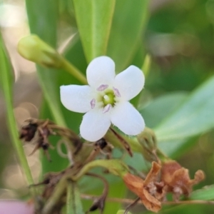 Myoporum boninense subsp. australe at Narrawallee, NSW - 9 Sep 2023