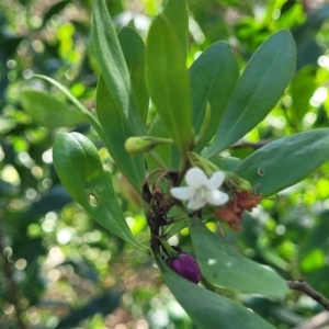 Myoporum boninense subsp. australe at Narrawallee, NSW - 9 Sep 2023
