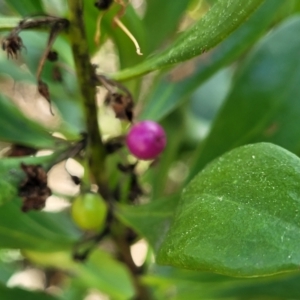 Myoporum boninense subsp. australe at Narrawallee, NSW - 9 Sep 2023