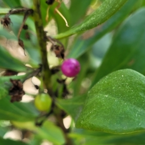 Myoporum boninense subsp. australe at Narrawallee, NSW - 9 Sep 2023 11:53 AM