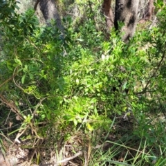Myoporum boninense subsp. australe at Narrawallee, NSW - 9 Sep 2023 11:53 AM