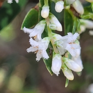 Leucopogon parviflorus at Narrawallee, NSW - 9 Sep 2023 11:51 AM
