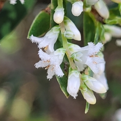 Leucopogon parviflorus (Coast Beard Heath) at Narrawallee, NSW - 9 Sep 2023 by trevorpreston