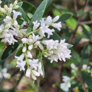 Leucopogon parviflorus at Narrawallee, NSW - 9 Sep 2023 11:51 AM