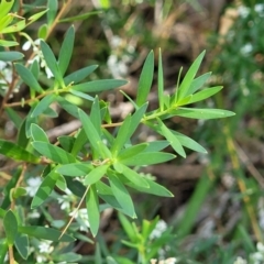 Leucopogon parviflorus at Narrawallee, NSW - 9 Sep 2023