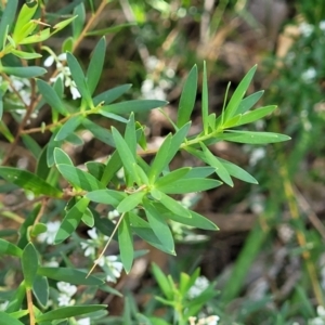 Leucopogon parviflorus at Narrawallee, NSW - 9 Sep 2023