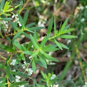 Leucopogon parviflorus at Narrawallee, NSW - 9 Sep 2023 11:51 AM