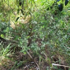 Leucopogon parviflorus at Narrawallee, NSW - 9 Sep 2023