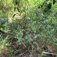 Leucopogon parviflorus at Narrawallee, NSW - 9 Sep 2023 11:51 AM