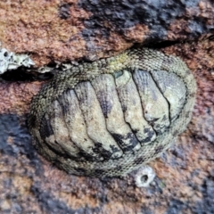 Sypharochiton pelliserpentis at Narrawallee, NSW - 9 Sep 2023 by trevorpreston