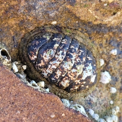 Sypharochiton pelliserpentis at Narrawallee, NSW - 9 Sep 2023 by trevorpreston