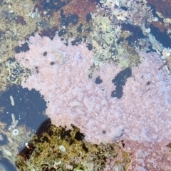Unverified Marine Alga & Seaweed at Narrawallee, NSW - 9 Sep 2023 by trevorpreston