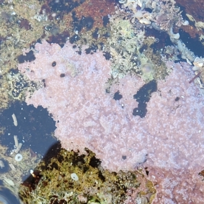 Unidentified Marine Alga & Seaweed at Narrawallee, NSW - 9 Sep 2023 by trevorpreston