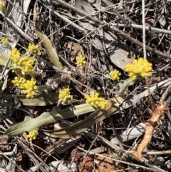 Rhodanthe tietkensii at Gunderbooka, NSW - 28 Aug 2023