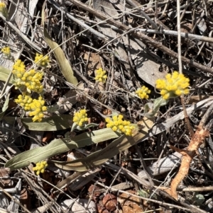 Rhodanthe tietkensii at Gunderbooka, NSW - 28 Aug 2023 02:29 PM