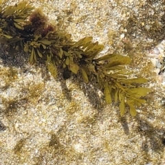 Unidentified Marine Alga & Seaweed at Narrawallee, NSW - 9 Sep 2023 by trevorpreston