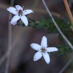 Rhytidosporum procumbens (White Marianth) at Caladenia Forest, O'Connor - 9 Sep 2023 by ConBoekel