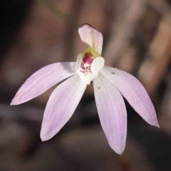 Caladenia fuscata (Dusky Fingers) at Acton, ACT - 9 Sep 2023 by ConBoekel