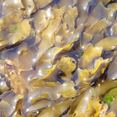 Unidentified Marine Alga & Seaweed at Narrawallee, NSW - 9 Sep 2023 by trevorpreston