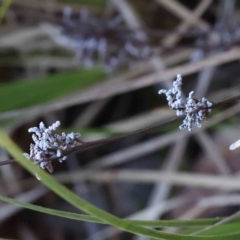 Lomandra (genus) (A Matrush) at Acton, ACT - 9 Sep 2023 by ConBoekel