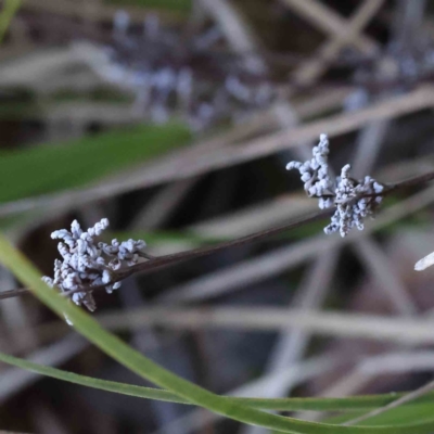 Lomandra (genus) (A Matrush) at Acton, ACT - 9 Sep 2023 by ConBoekel