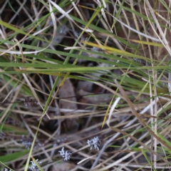 Lomandra sp. at Acton, ACT - 9 Sep 2023 04:23 PM