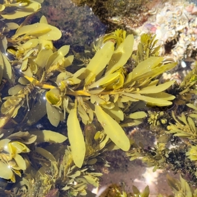 Unverified Marine Alga & Seaweed at Narrawallee, NSW - 9 Sep 2023 by trevorpreston