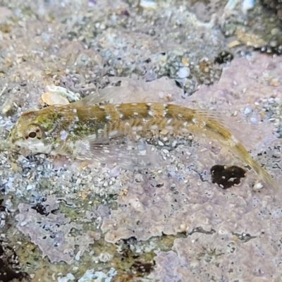 Lepidoblennius haplodactylus (Eastern Jumping Blenny) at Narrawallee, NSW - 9 Sep 2023 by trevorpreston