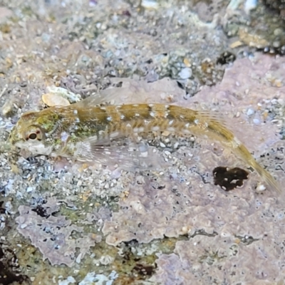 Unidentified Marine Fish Uncategorised at Narrawallee, NSW - 9 Sep 2023 by trevorpreston