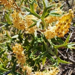 Grevillea ramosissima subsp. ramosissima (Fan Grevillea) at Mount Ainslie - 4 Sep 2023 by Steve818