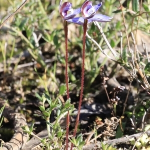 Cyanicula caerulea at Stromlo, ACT - suppressed