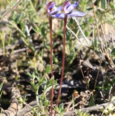 Cyanicula caerulea (Blue Fingers, Blue Fairies) at Stromlo, ACT - 8 Sep 2023 by JimL