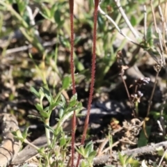 Cyanicula caerulea at Stromlo, ACT - suppressed