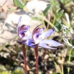 Cyanicula caerulea at Stromlo, ACT - suppressed