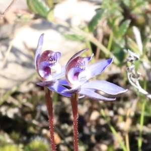 Cyanicula caerulea at Stromlo, ACT - 9 Sep 2023