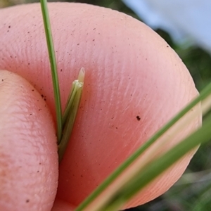 Nassella trichotoma at Majura, ACT - 4 Sep 2023