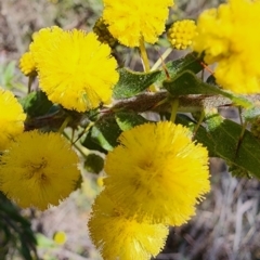 Acacia paradoxa (Kangaroo Thorn) at Mount Ainslie - 4 Sep 2023 by Steve818