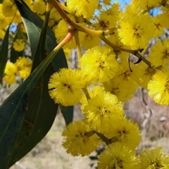 Acacia pycnantha (Golden Wattle) at Mount Ainslie - 4 Sep 2023 by Steve818