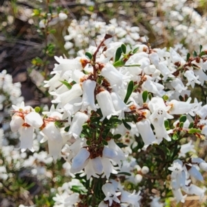 Cryptandra amara at Campbell, ACT - 4 Sep 2023