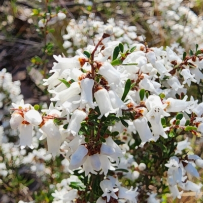 Cryptandra amara (Bitter Cryptandra) at Campbell, ACT - 4 Sep 2023 by Steve818