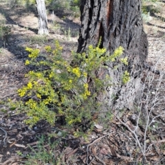 Acacia acinacea (Gold Dust Wattle) at Whipstick, VIC - 9 Sep 2023 by LPadg