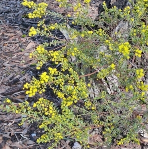 Acacia acinacea at Whipstick, VIC - 9 Sep 2023 09:58 AM