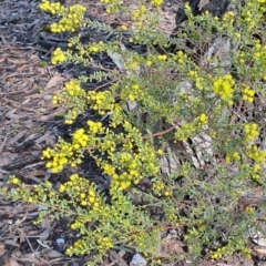 Acacia acinacea at Whipstick, VIC - 9 Sep 2023