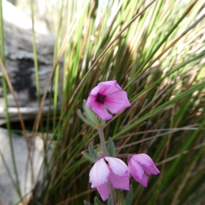 Tetratheca sp. at Charleys Forest, NSW - 8 Aug 2023 by arjay