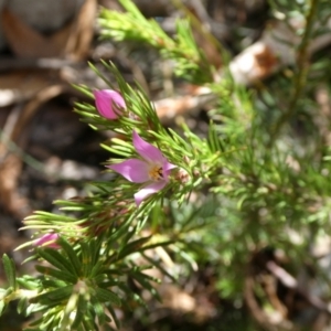 Boronia subulifolia at Charleys Forest, NSW - 8 Aug 2023