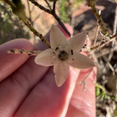 Philotheca difformis subsp. difformis (Small-leaf Wax-flower) at Gundabooka National Park - 28 Aug 2023 by SimoneC